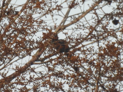Black-casqued Hornbill