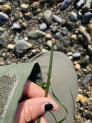 Zosteraceae