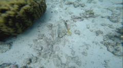 Halichoeres hortulanus