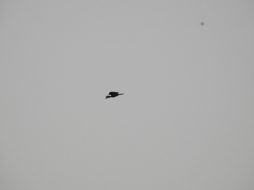 Black-casqued Hornbill