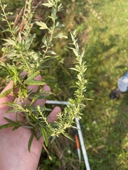 Artemisia vulgaris