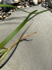 Zosteraceae