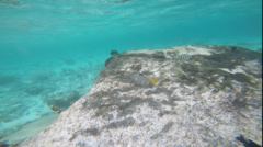 Halichoeres hortulanus