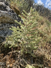 Echium italicum