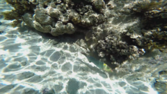 Halichoeres hortulanus