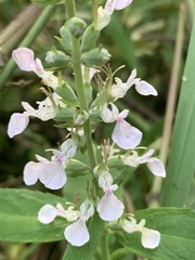 Teucrium canadense