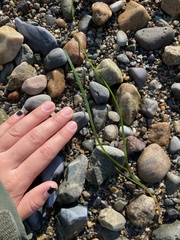 Zosteraceae