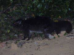 Dendrohyrax dorsalis