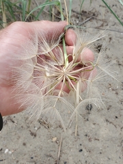 Tragopogon dubius