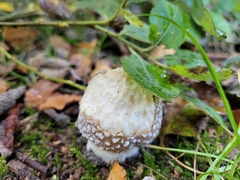 Amanita pantherina