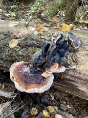 Ischnoderma resinosum