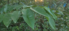 Annona glabra