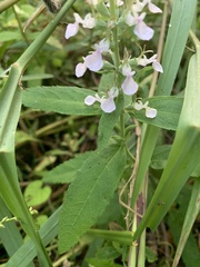 Teucrium canadense