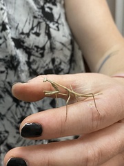 Archimantis sobrina