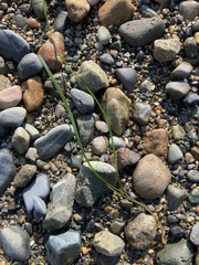 Zosteraceae