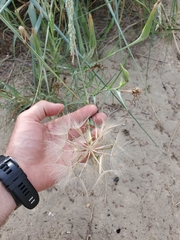 Tragopogon dubius