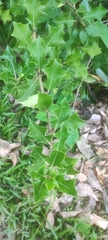 Acanthus ilicifolius