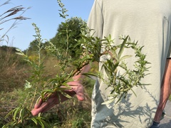 Artemisia vulgaris