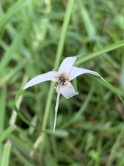 Rhynchospora colorata