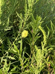 Pyrrhopappus carolinianus