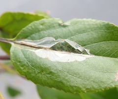 Phyllonorycter