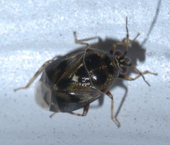 Deraeocoris