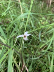 Rhynchospora colorata