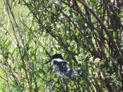 Chloroceryle americana