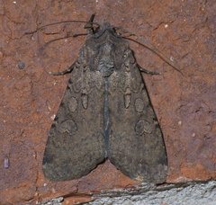 Peridroma saucia