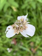 Rhynchospora colorata