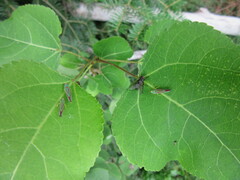 Graphocephala fennahi