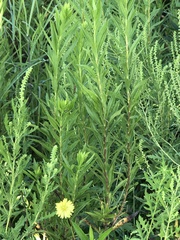 Pyrrhopappus carolinianus