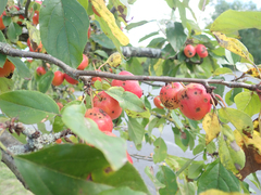 Malus