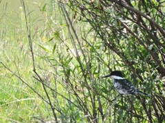 Chloroceryle americana