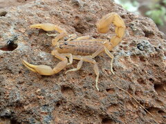 Hottentotta eminii