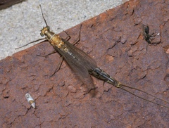 Hexagenia bilineata