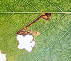 Stigmella salicis
