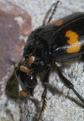 Nicrophorus orbicollis