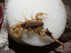 Hottentotta eminii