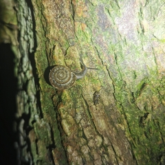 Satsuma uncopila