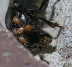 Nicrophorus orbicollis