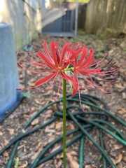 Lycoris radiata