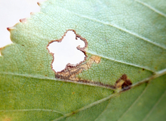 Stigmella salicis