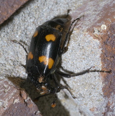 Nicrophorus orbicollis