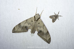 Ambulyx substrigilis