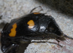 Nicrophorus orbicollis