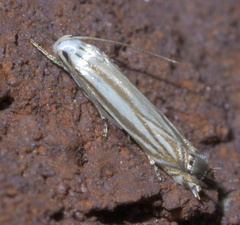 Polyhymno luteostrigella