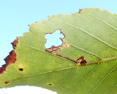 Stigmella salicis