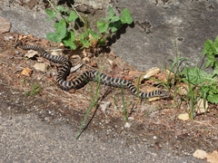 Vipera aspis