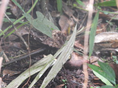 Satyrinae